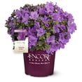thumbnail image 1 of Encore Azalea Autumn Lilac (1 Gallon) Purple Flowering Shrub - Full Sun Live Outdoor Plant, 1 of 11