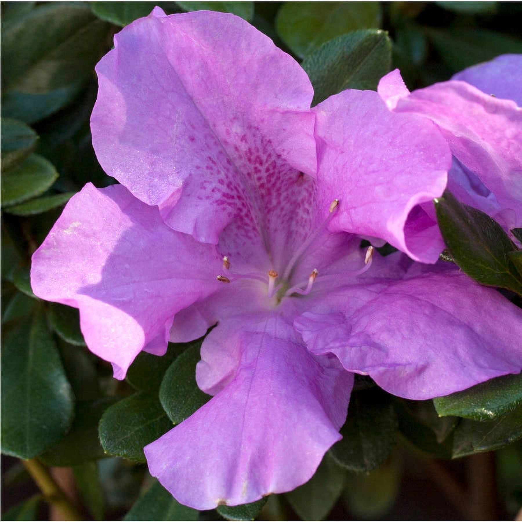 Encore Azalea Autumn Lilac (3 Gallon) Purple Flowering Shrub - Full Sun Live Outdoor Plant