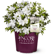 Encore Azalea Autumn Lily (1 Gallon) White Flowering Shrub - Full Sun Live Outdoor Plant