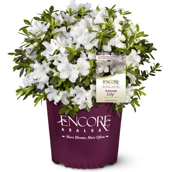 Encore Azalea Autumn Lily (1 Gallon) White Flowering Shrub - Full Sun Live Outdoor Plant