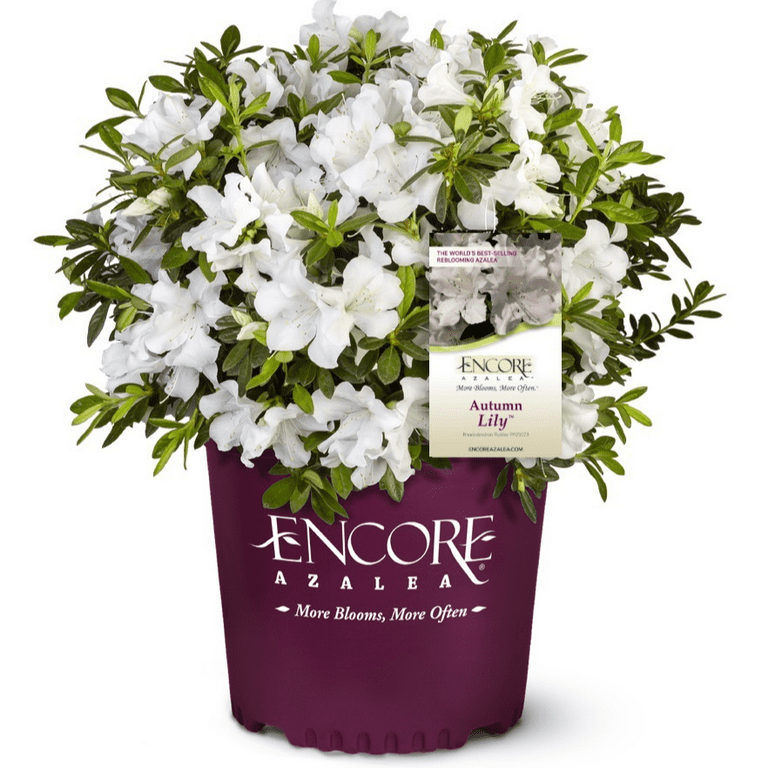 Encore Azalea Autumn Lily (1 Gallon) White Flowering Shrub - Full
