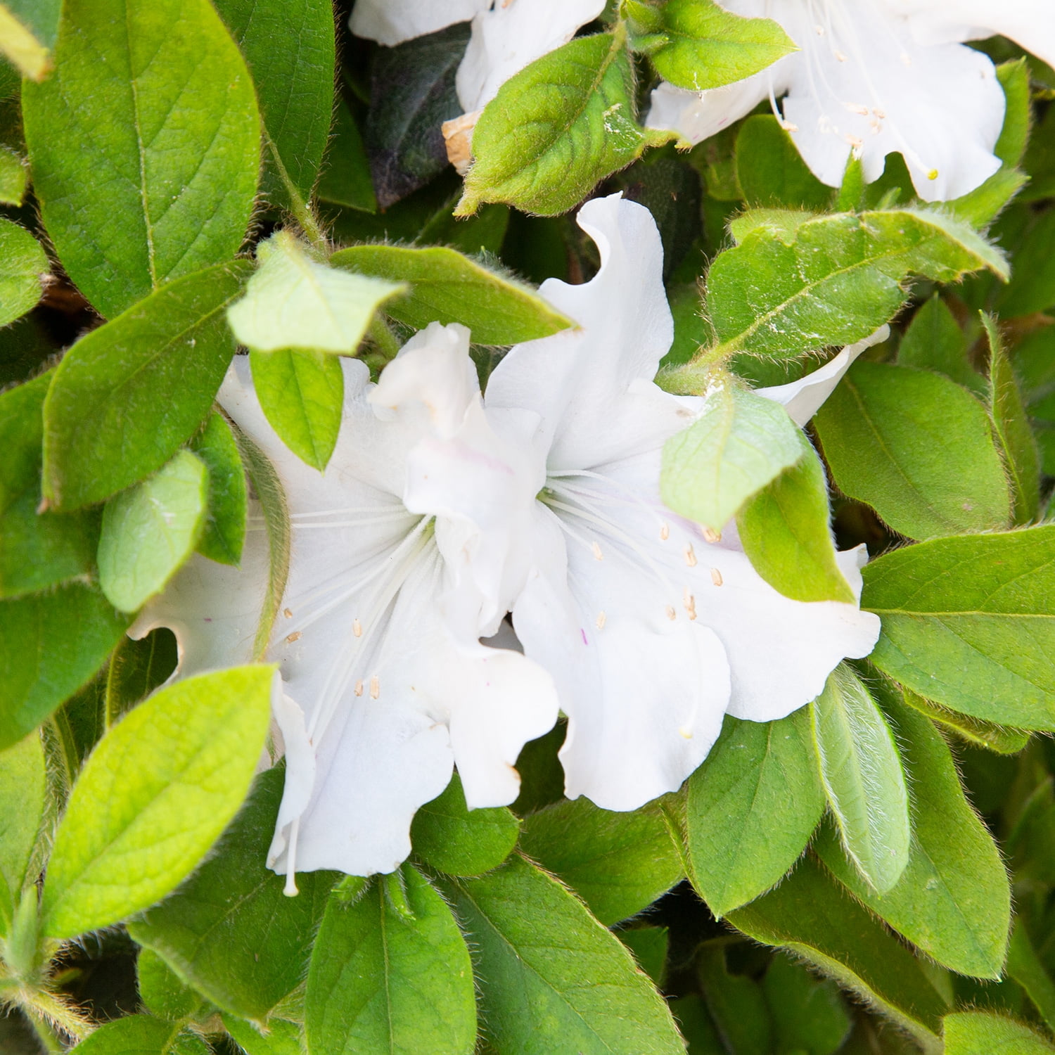 The Coupon deal of  Encore Azalea Autumn Lily (1 Gallon) White Flowering Shrub - Full Sun Live Outdoor Plant