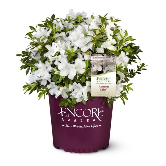 Encore Azalea Autumn Lily (2 Gallon) White Flowering Shrub - Full Sun Live Outdoor Plant
