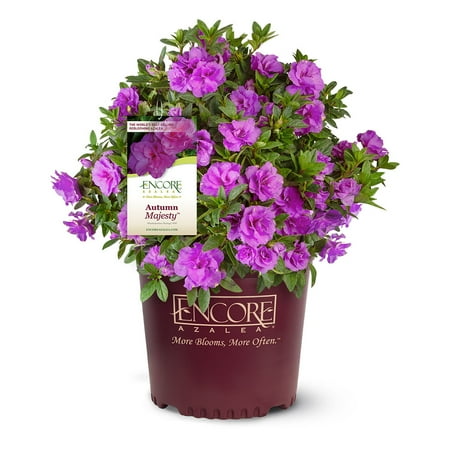 Encore Azalea Autumn Majesty (2 Gallon) Shrub with Purple Ruffled Blooms - Full Sun Live Outdoor Plant