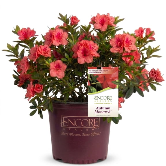 Encore Azalea Autumn Monarch (1 Gallon) Orange Red Flowering Shrub - Full Sun Live Outdoor Plant