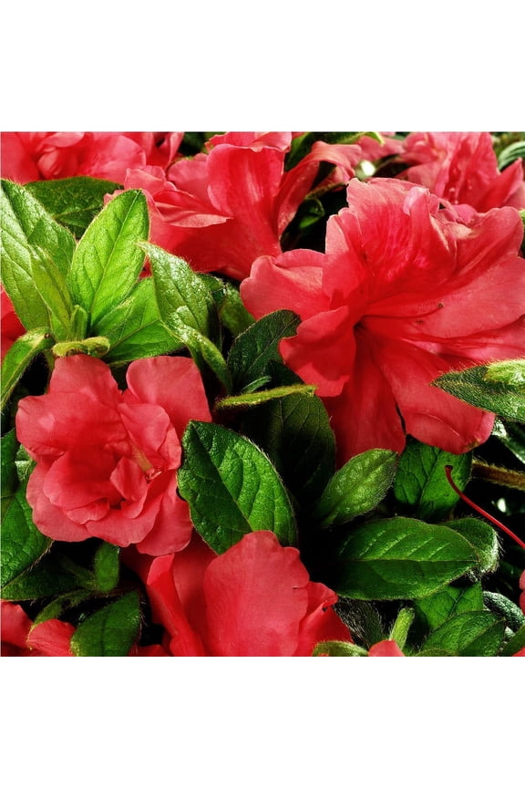 Autumn Monarch (1 Gallon) Orange Red Flowering Shrub - Full Sun Live Outdoor Plant