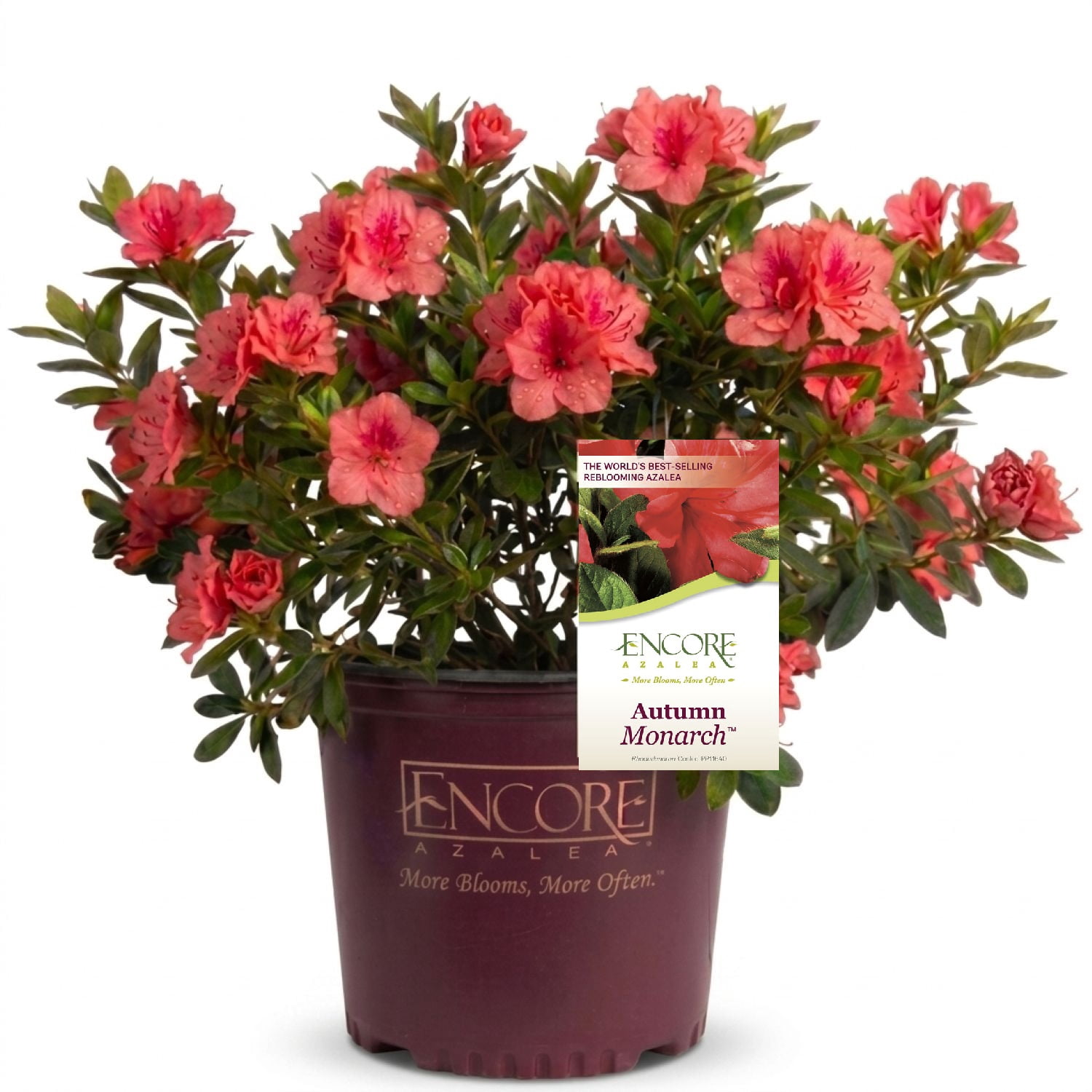 Encore Azalea Autumn Monarch (2 Gallon) Orange Red Flowering Shrub - Full Sun Live Outdoor Plant
