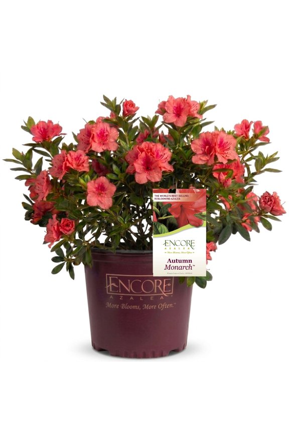 Autumn Monarch (2 Gallon) Orange Red Flowering Shrub - Full Sun Live Outdoor Plant