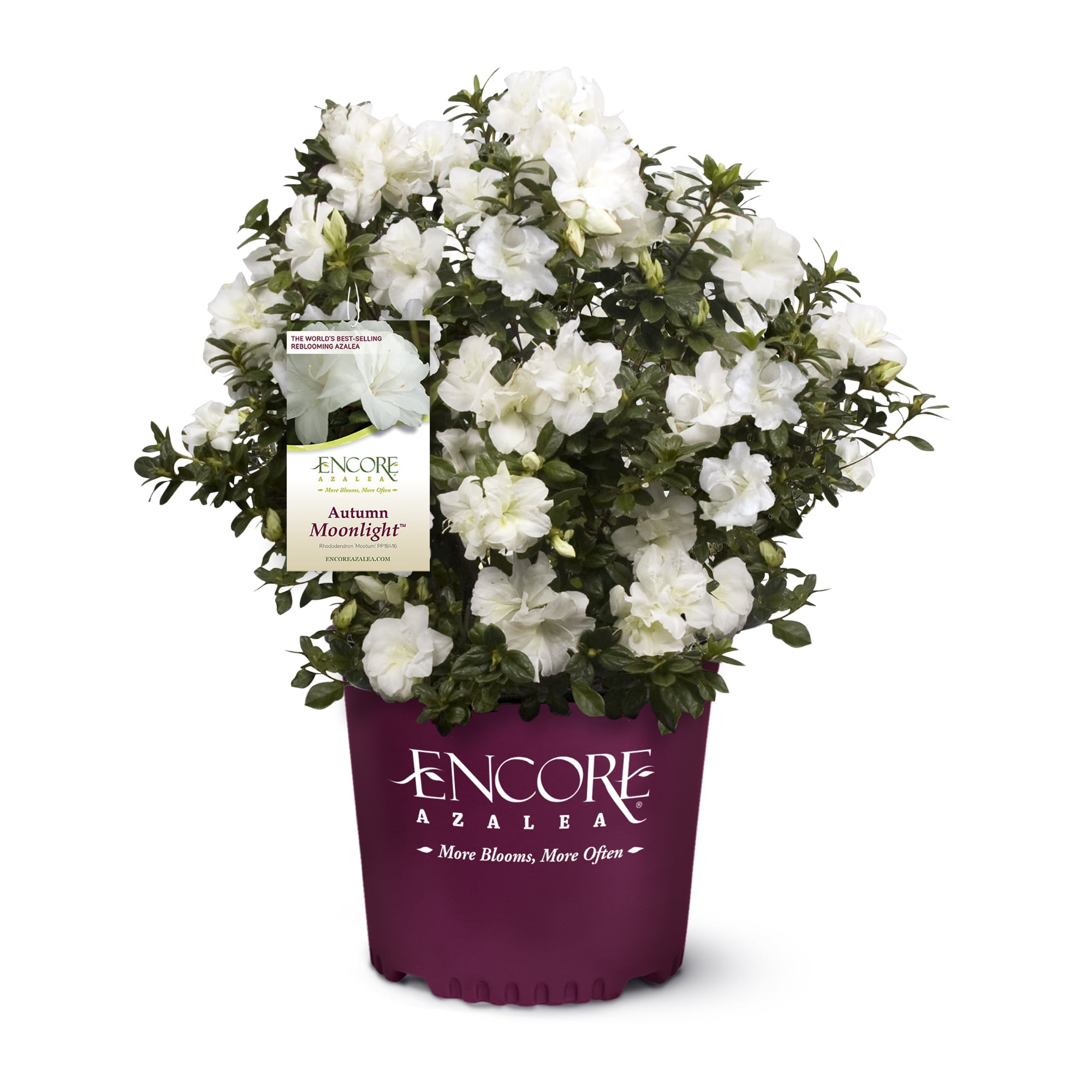 Encore Azalea Autumn Moonlight Live Shrub