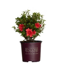 Encore Azalea Autumn Princess (1 Gallon) Salmon Pink Flowering Shrub - Full Sun Live Outdoor Plant