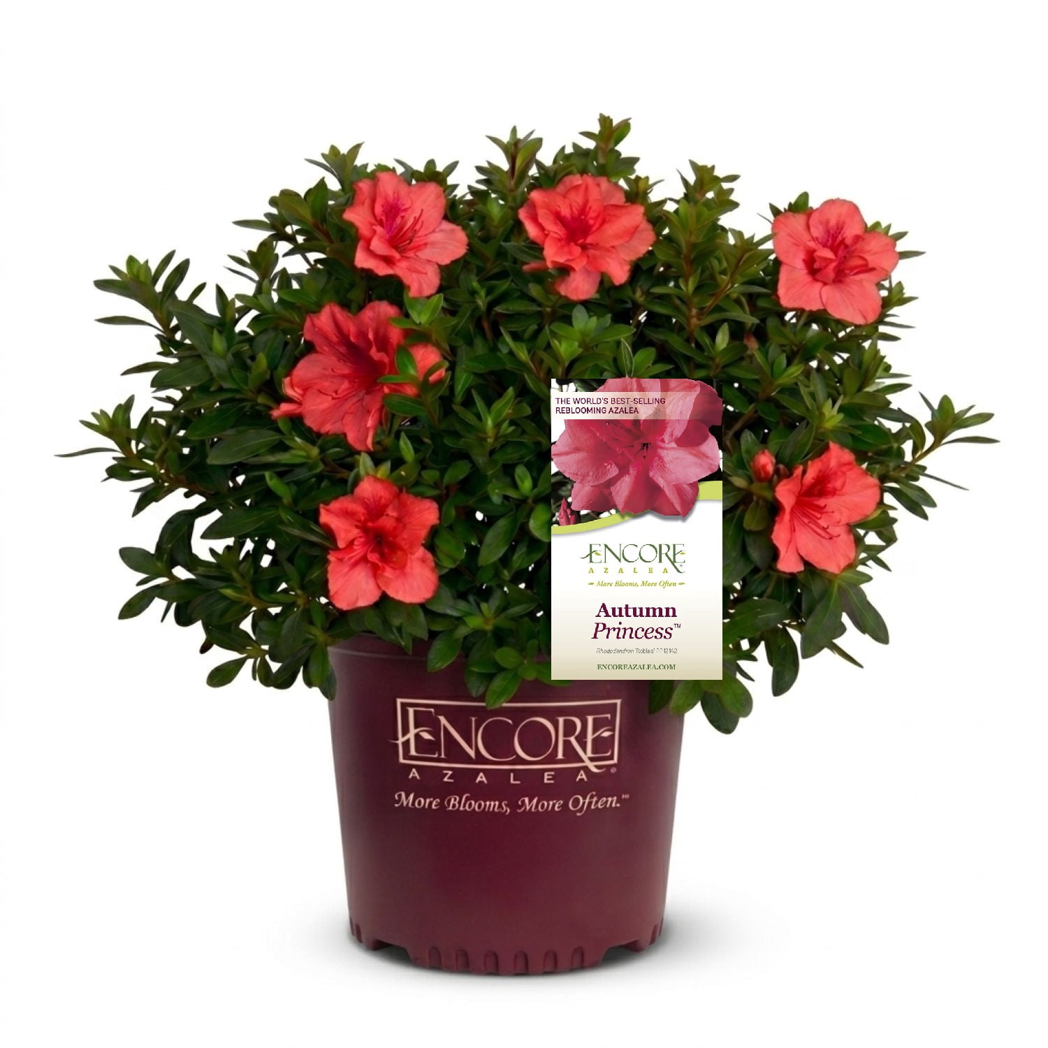 Encore Azalea Autumn Princess (1 Gallon) Salmon Pink Flowering Shrub - Full Sun Live Outdoor Plant