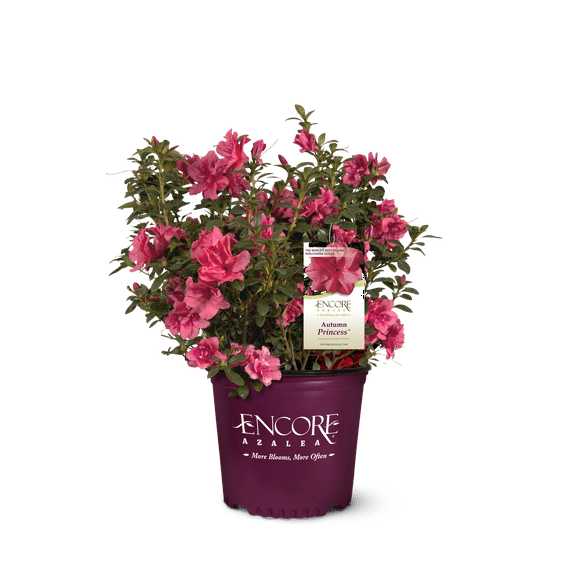 Encore Azalea Autumn Princess (3 Gallon) Salmon Pink Flowering Shrub - Full Sun Live Outdoor Plant