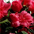 thumbnail image 1 of Encore Azalea Autumn Rouge (1 Gallon) Dark Pink Flowering Shrub - Full Sun Live Outdoor Plant, 1 of 4