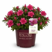 Encore Azalea Autumn Rouge (2 Gallon) Dark Pink Flowering Shrub - Full Sun Live Outdoor Plant