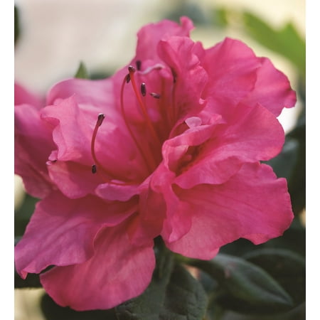 Encore Azalea Autumn Rouge (2 Gallon) Dark Pink Flowering Shrub - Full Sun Live Outdoor Plant