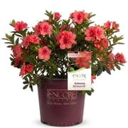 Encore Azalea Autumn Rouge (3 Gallon) Dark Pink Flowering Shrub - Full Sun Live Outdoor Plant