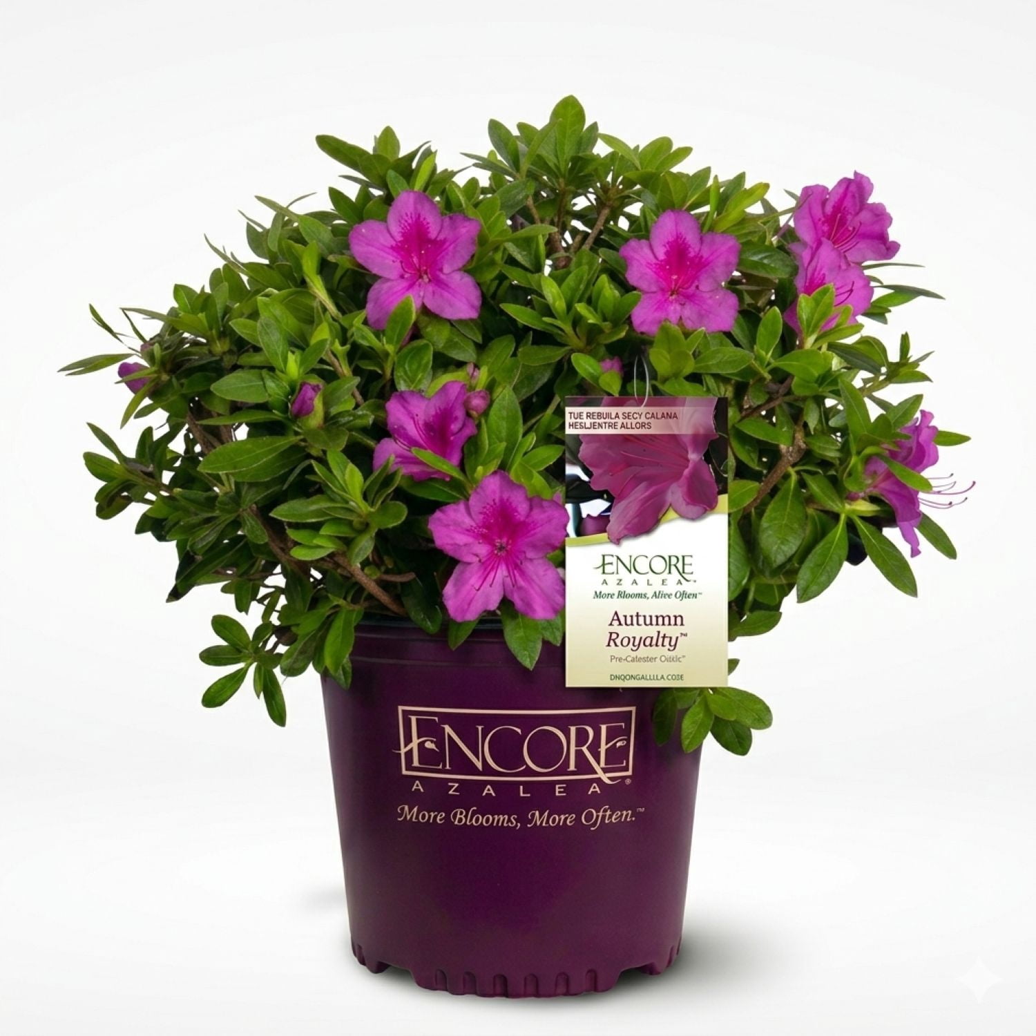 Encore Azalea Autumn Royalty (1 Gallon) Purple Flowering Shrub - Full Sun Live Outdoor Plant
