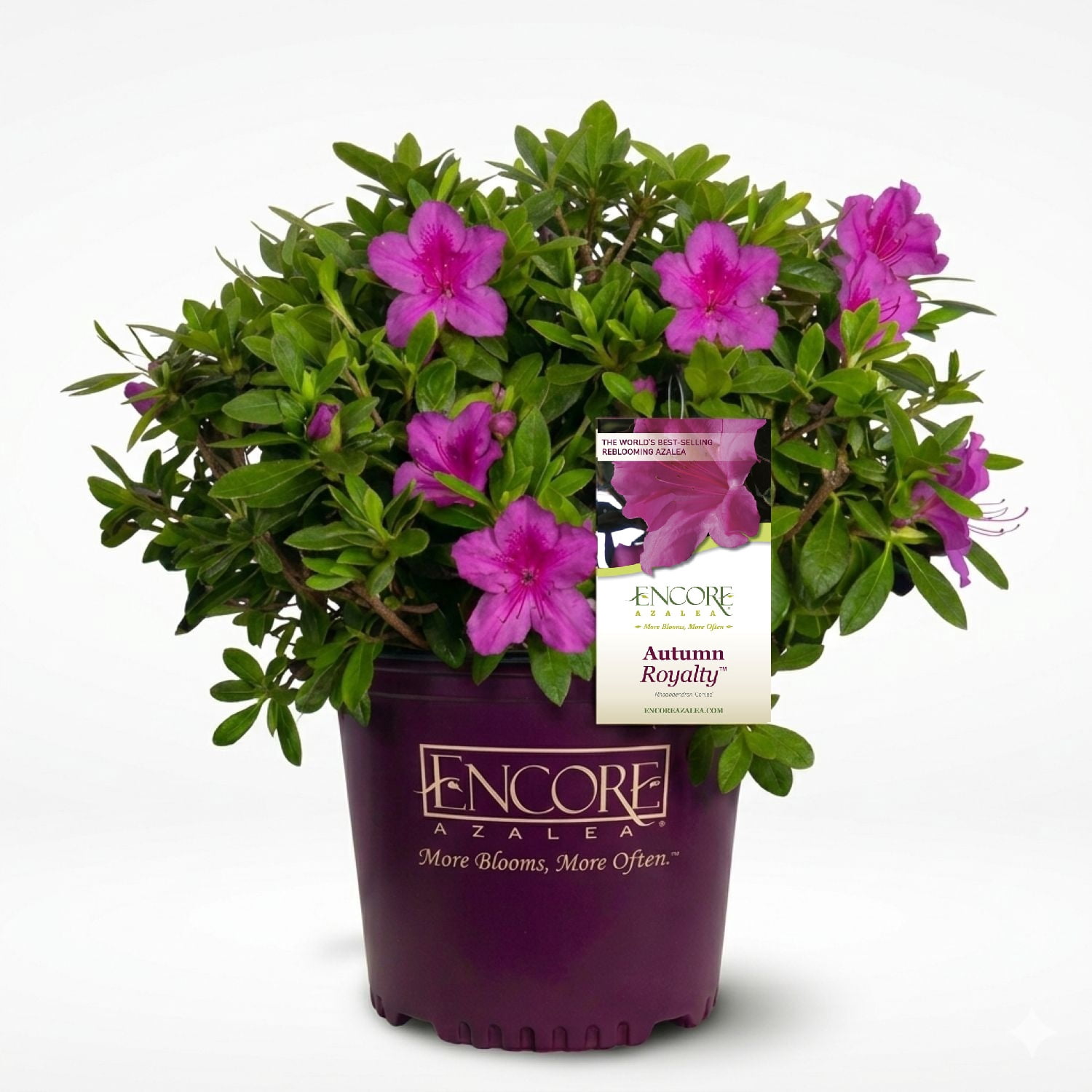 Encore Azalea Autumn Royalty (2 Gallon) Purple Flowering Shrub - Full Sun Live Outdoor Plant