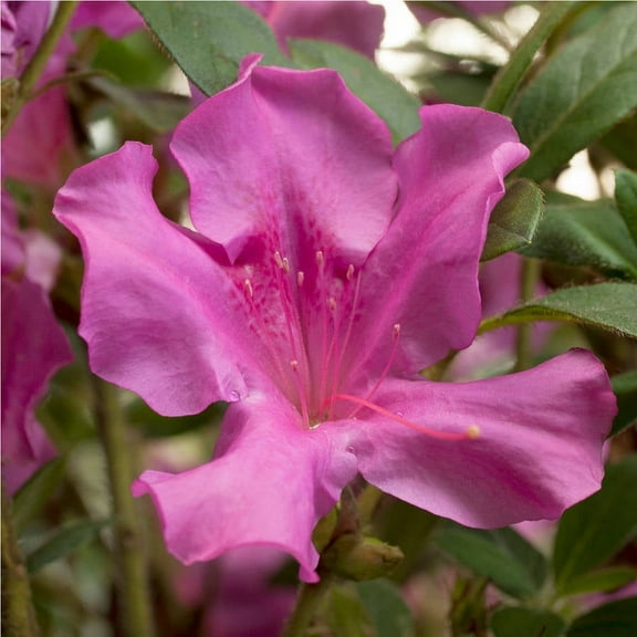 Encore Azalea Autumn Royalty (2 Gallon) Purple Flowering Shrub - Full Sun Live Outdoor Plant
