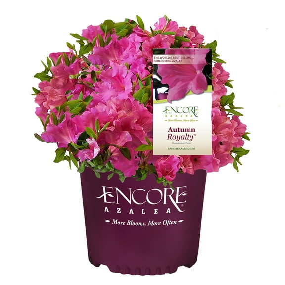 Encore Azalea Autumn Royalty Shrub 1 Gallon