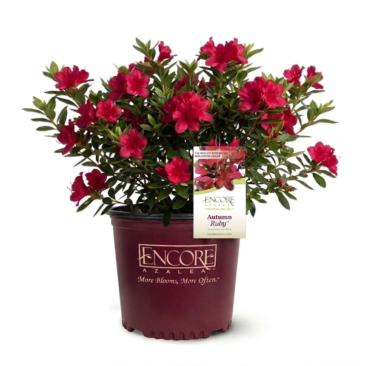 Encore Azalea Autumn Ruby Live Shrub in 2-Gallon Grower Pot