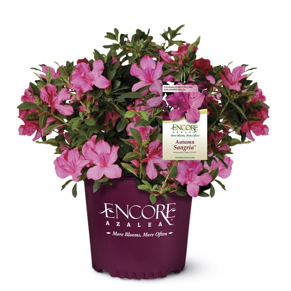 Encore Azalea Autumn Sangria (1 Gallon) Pink Flowering Shrub - Full Sun Live Outdoor Plant