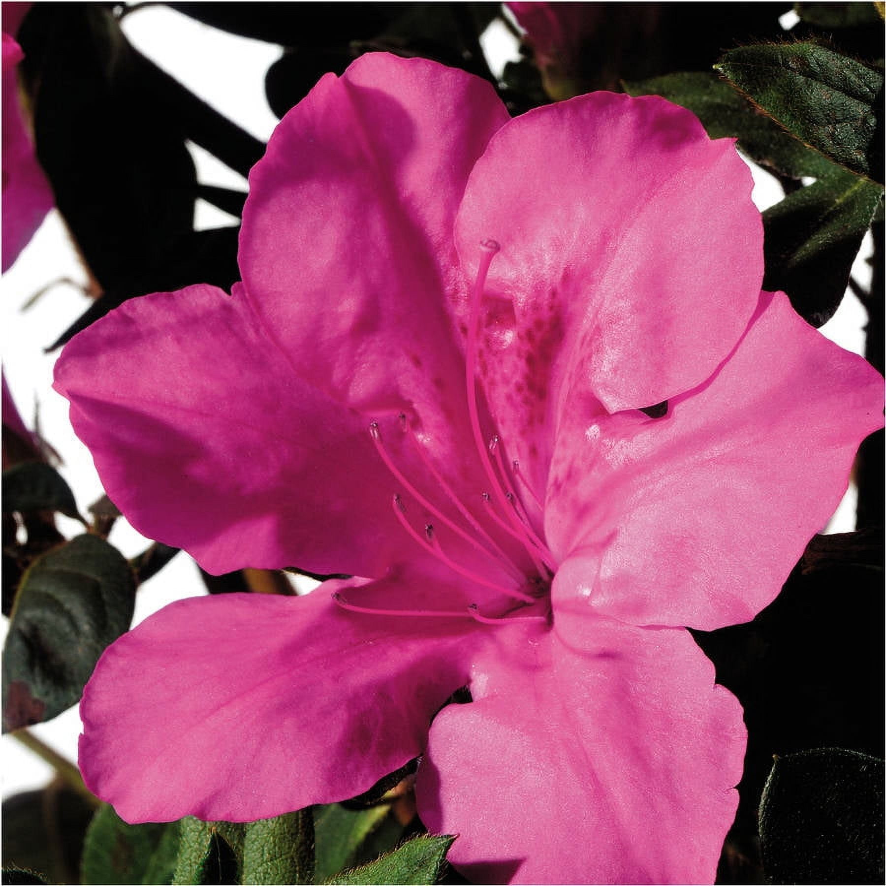 1 Gallon Dark Pink and Green Azalea Flowering Shrub