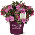 thumbnail image 1 of Encore Azalea Autumn Sangria (2 Gallon) Pink Flowering Shrub - Full Sun Live Outdoor Plant, 1 of 10