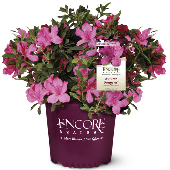 Encore Azalea Autumn Sangria (2 Gallon) Pink Flowering Shrub - Full Sun Live Outdoor Plant