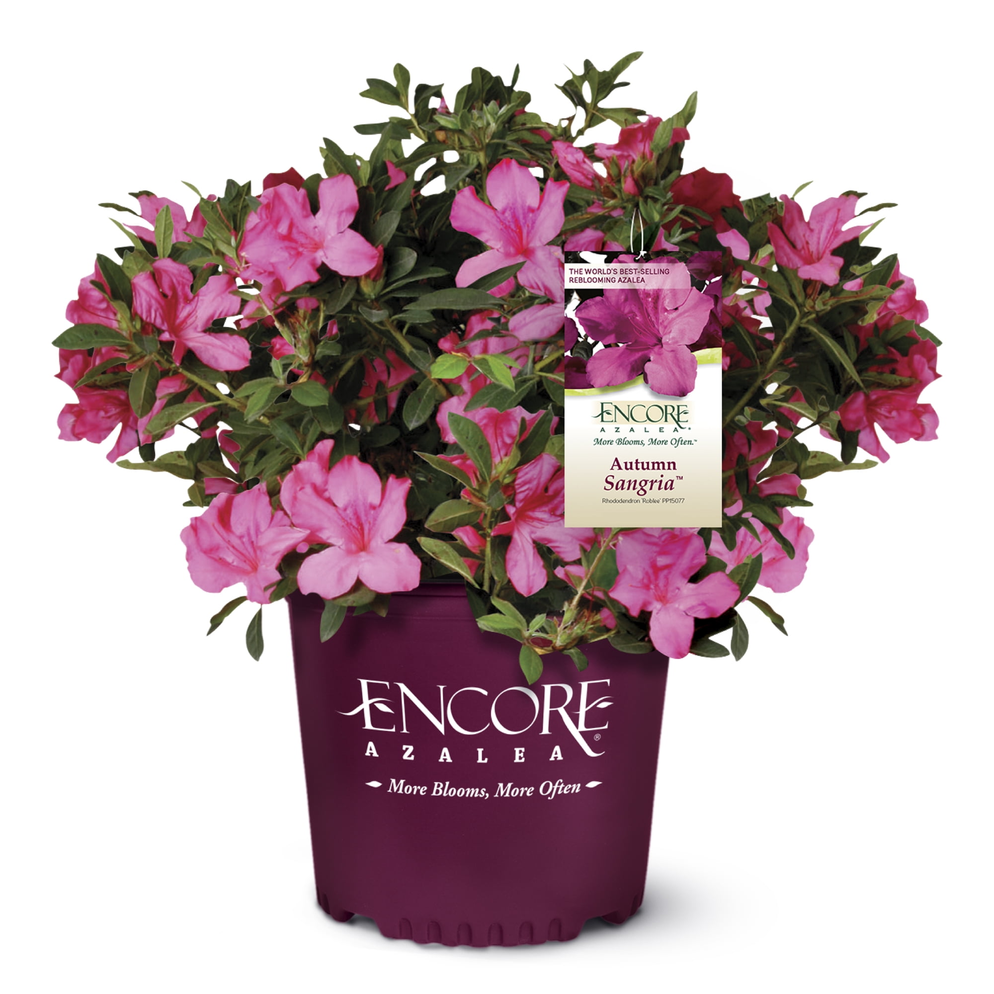 Encore Azalea Autumn Sangria Shrub 5 Gallon