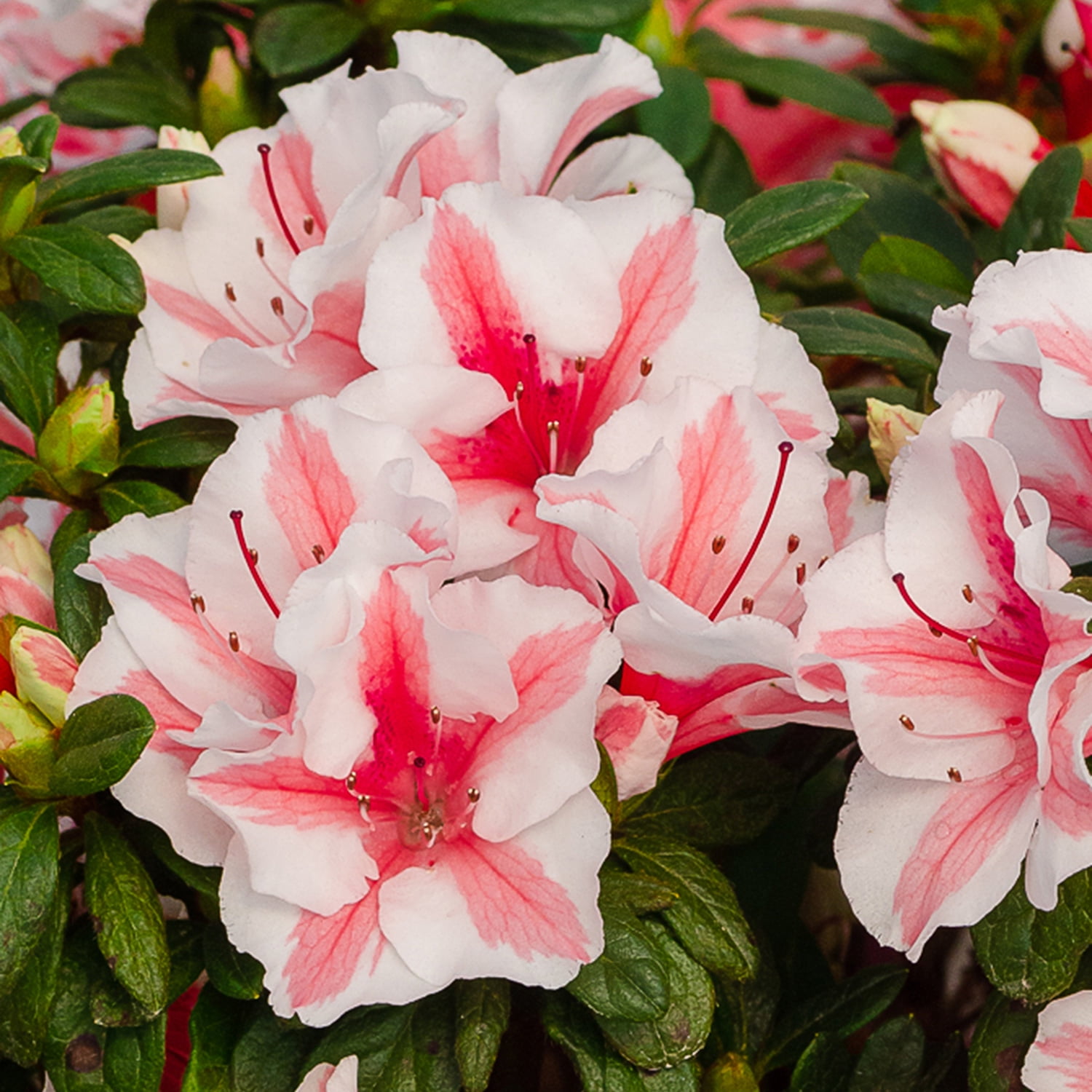Autumn Starburst Coral Pink and White Azalea in 1 Gallon Pot