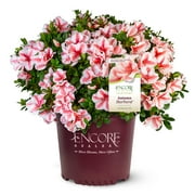 Encore Azalea Autumn Starburst (3 Gallon) Shrub with White and Pink - Full Sun Live Outdoor Plant