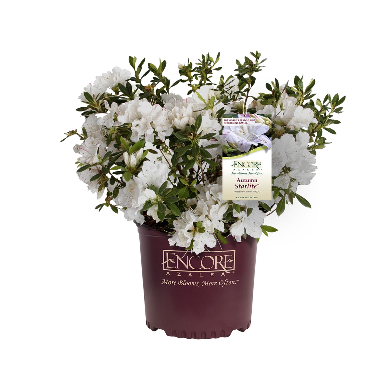 Encore Azalea Autumn Starlite (3 Gallon) White Flowering Shrub - Full Sun Live Outdoor Plant