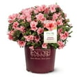 thumbnail image 1 of Encore Azalea Autumn Sunburst (1 Gallon) Pink and White Flowering Shrub - Full Sun Live Outdoor Plant, 1 of 10