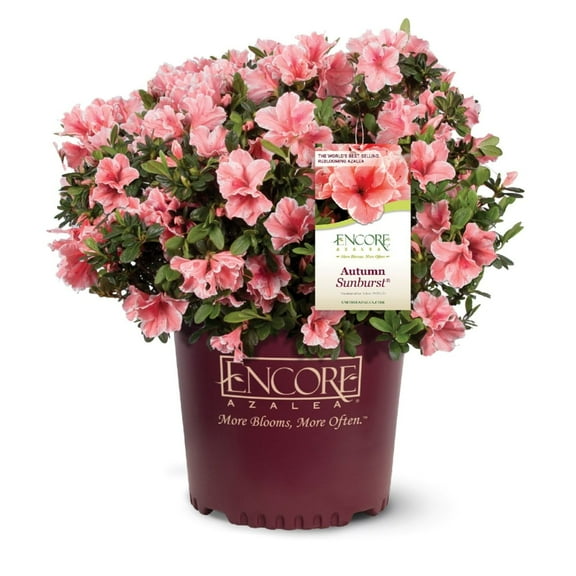 Encore Azalea Autumn Sunburst (1 Gallon) Pink and White Flowering Shrub - Full Sun Live Outdoor Plant