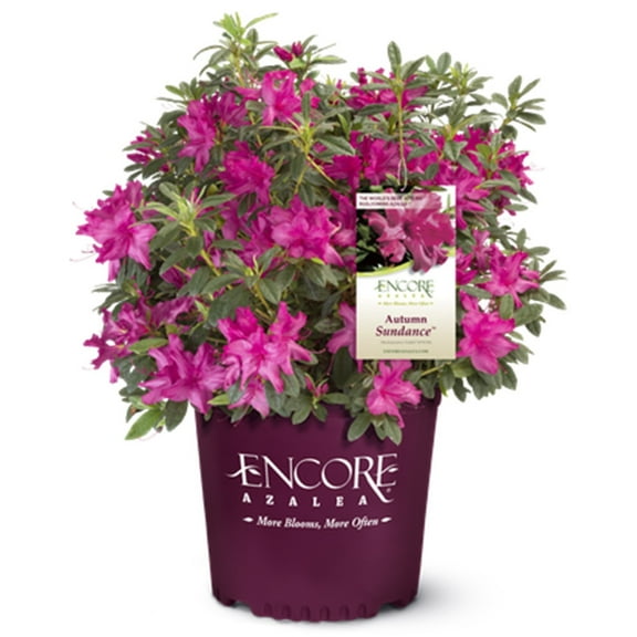 Encore Azalea Autumn Sundance (2 Gallon) Pink Flowering Shrub - Full Sun Live Outdoor Plant