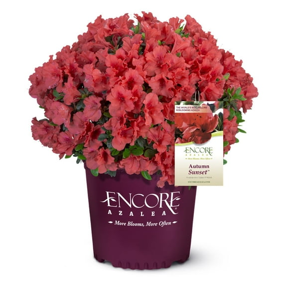Encore Azalea Autumn Sunset (1 Gallon) Orange-Red Flowering Shrub - Full Sun Live Outdoor Plant
