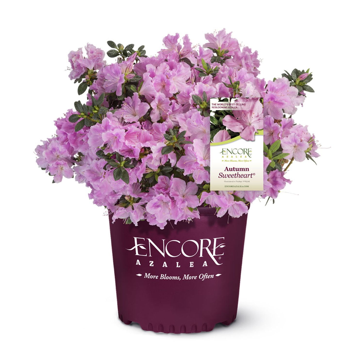 Encore Azalea Autumn Sweetheart (1 Gallon) Pink and White Flowering Shrub - Full Sun Live Outdoor Plant