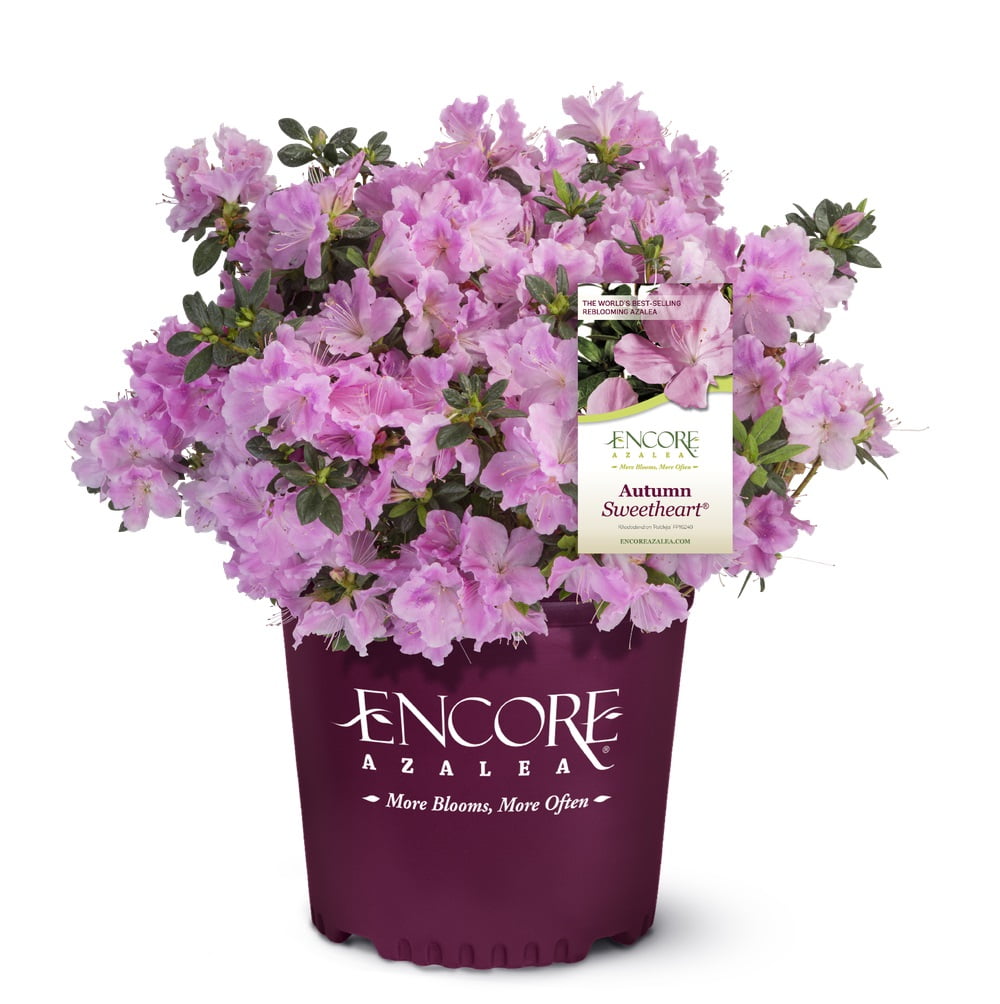 Encore Azalea Autumn Sweetheart (2 Gallon) Pink and White Flowering Shrub - Full Sun Live Outdoor Plant