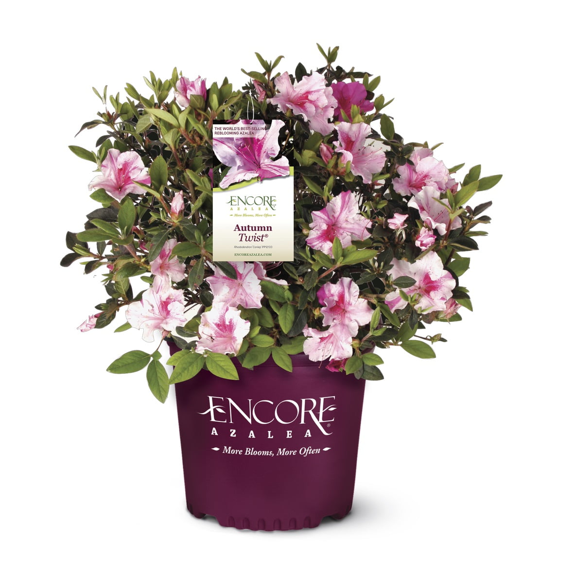 Encore Azalea Autumn Twist (1 Gallon) Purple and Pink Flowering Shrub - Full Sun Live Outdoor Plant
