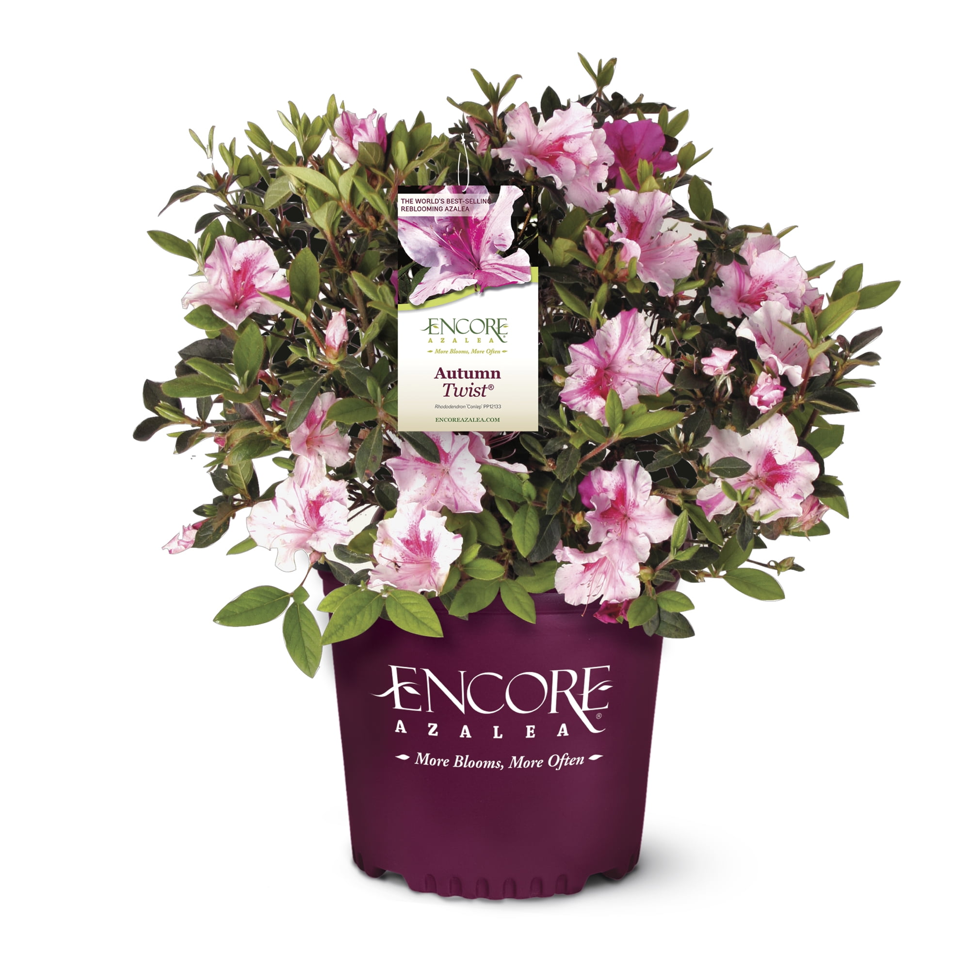 Encore Azalea Autumn Twist Live Shrub (2 Gallon)
