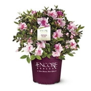 Encore Azalea Twist Live Shrub (5 Gallon)