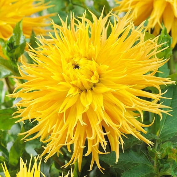 Encore Dahlia Flower Tubers - 3 Bulbs per Pack - Hube Bloom Up to 50" Wide - Good as Cut Flowers - Grows Well in Containers - Deer Resistant