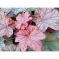 thumbnail image 1 of Encore Heuchera - Coral Bells - Quart Pot - Live Plant - Shade Lover, 1 of 2