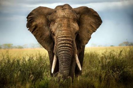 Encounters In Serengeti Canvas Art - Alberto Ghizzi Panizza (12 x 18)