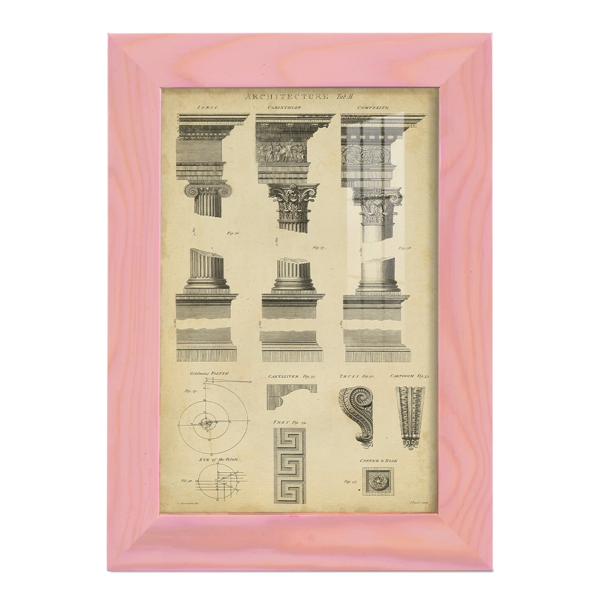 Framed Pine Encyclopedia Print 15.5