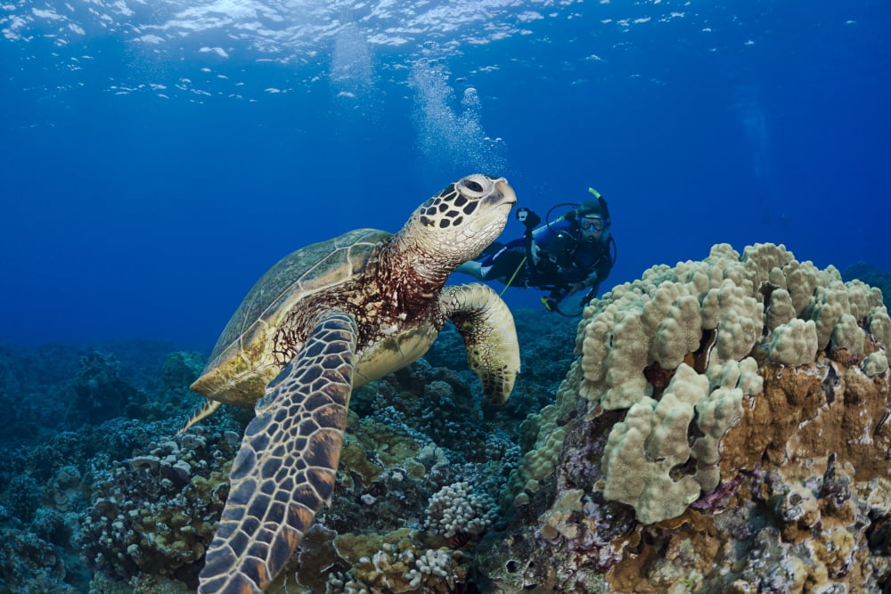 Endangered Green Sea Turtle (Chelonia Mydas) A Common Sight Around Hawaii Being Photographed By A Diver Canvas Art - Dave Fleetham Design Pics (18 x 12)