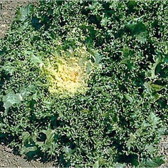 Endive Broadleaf Batavian Great Heirloom Vegetable 8,000 Seeds