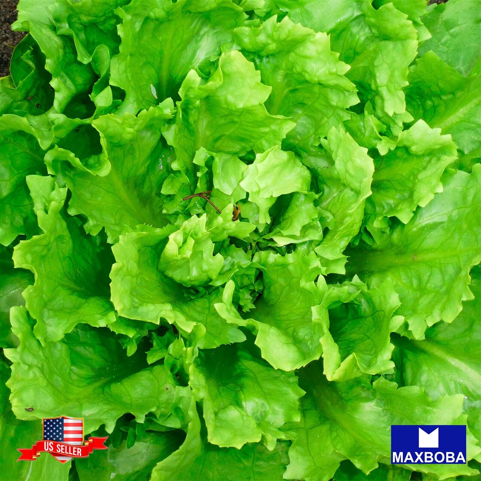Endive Seeds Broadleaf Batavian Escarole NonGMO Heirloom and Vegetable