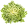 thumbnail image 1 of Endive Seeds - Frisse - 1 Oz ~25,500 Seeds - Cichorium endivia - Farm & Garden Vegetable Gardening & Microgreens Seeds - Non-GMO, Heirloom, Open Pollinated, Annual, 1 of 2